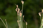 Densetuft hairsedge